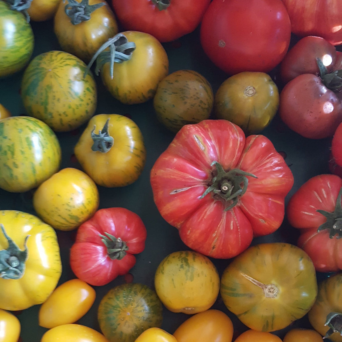 Greenhouse grown Big Beef Tomatoes - Quesnel