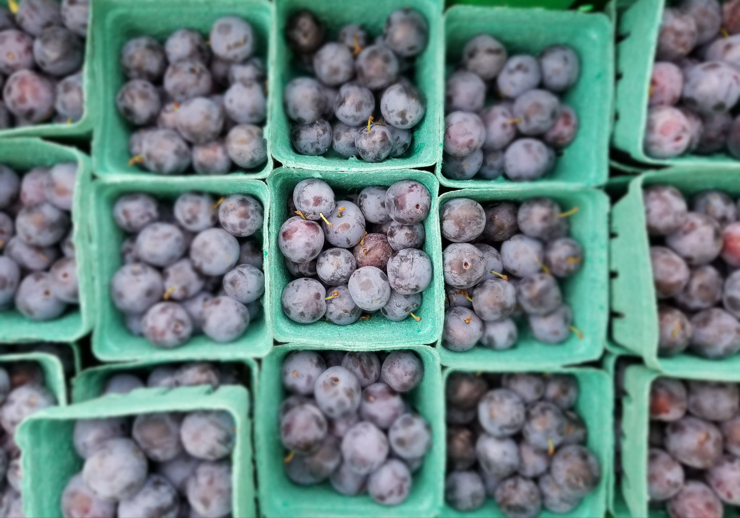 Plums