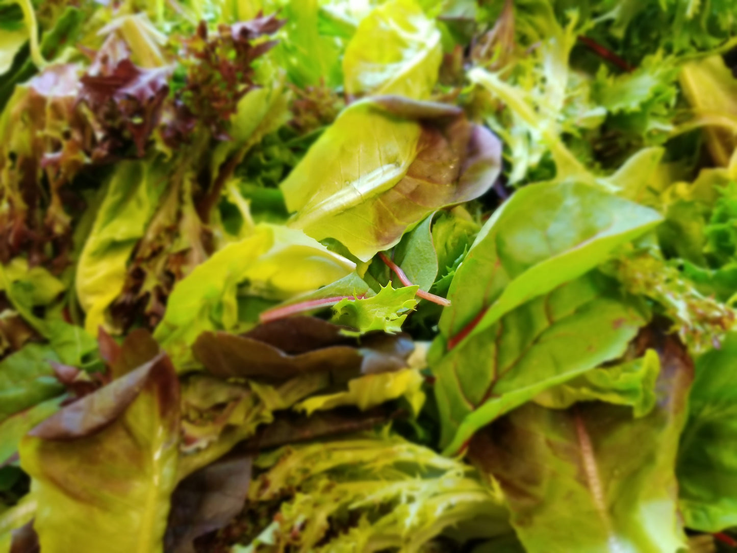 Lettuce Lover salad mix