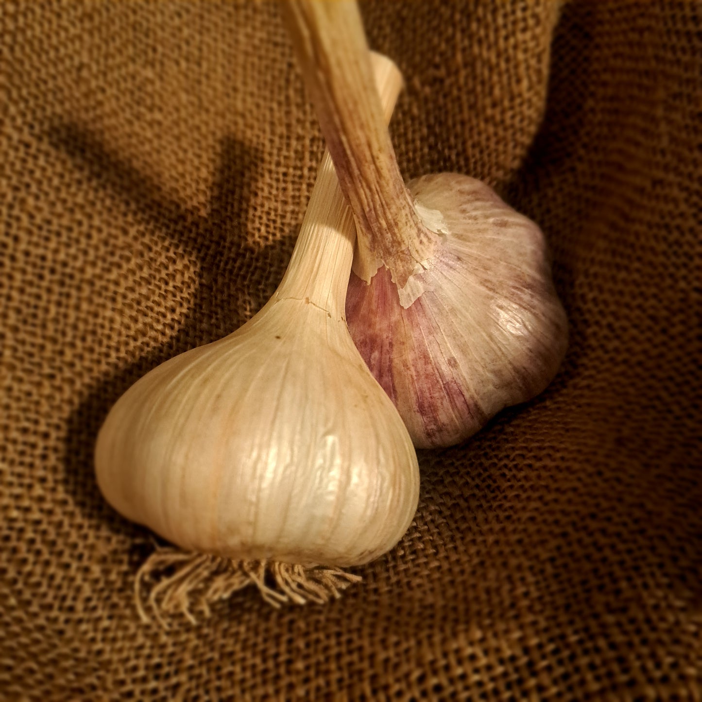 Hardneck garlic