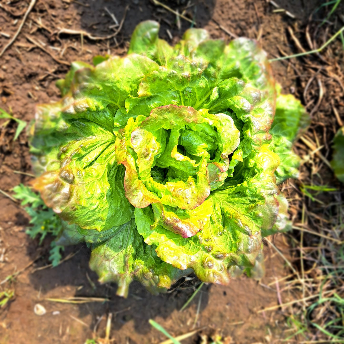 Magenta Head Lettuce