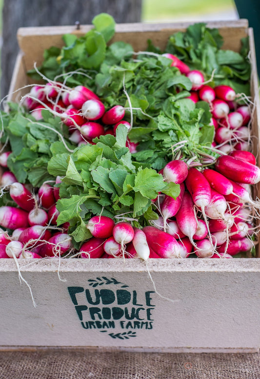 Radishes