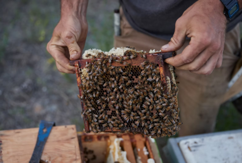 Raw unpasteurized honey - Lillooet, BC