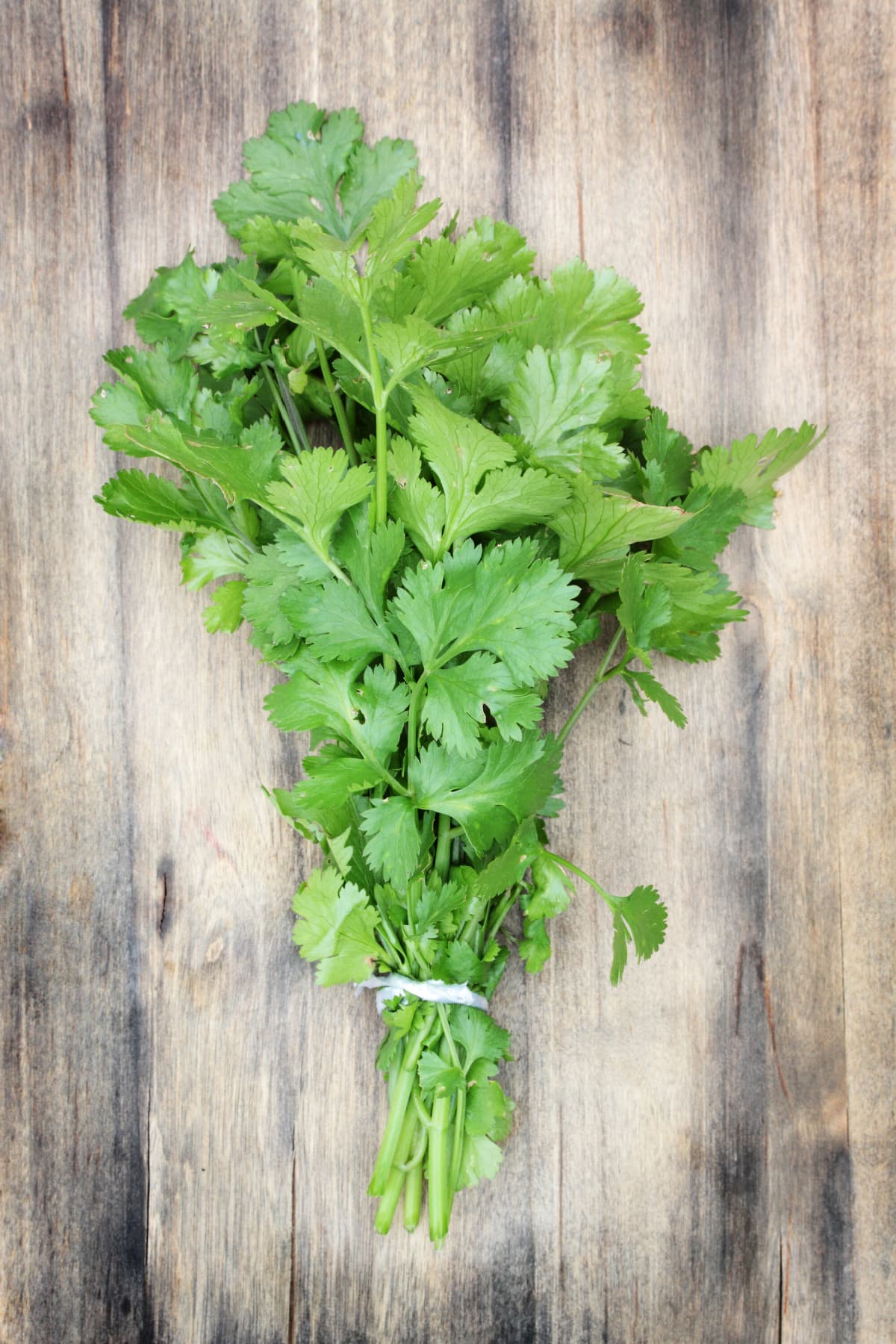 Cilantro