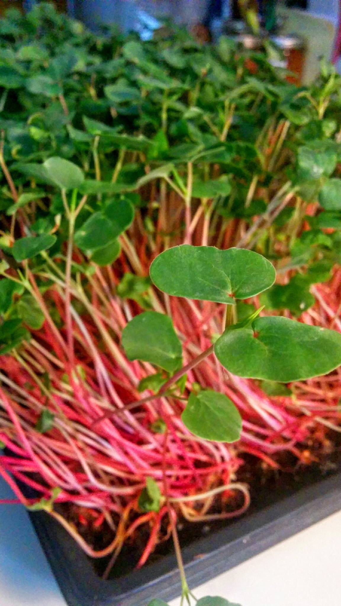 Buckwheat microgreens