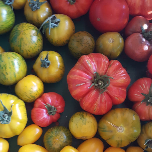 Greenhouse grown Big Beef Tomatoes - Quesnel