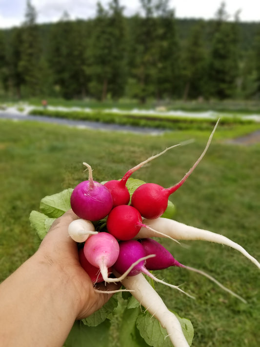 Radishes