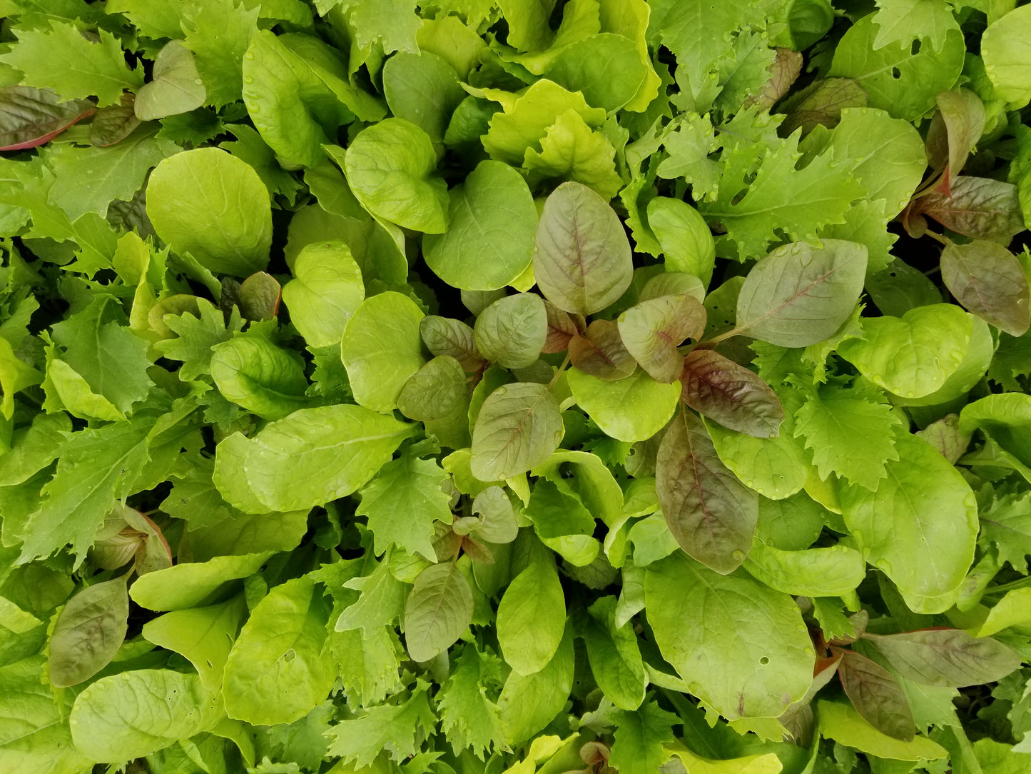 Farmer's Choice box of the week