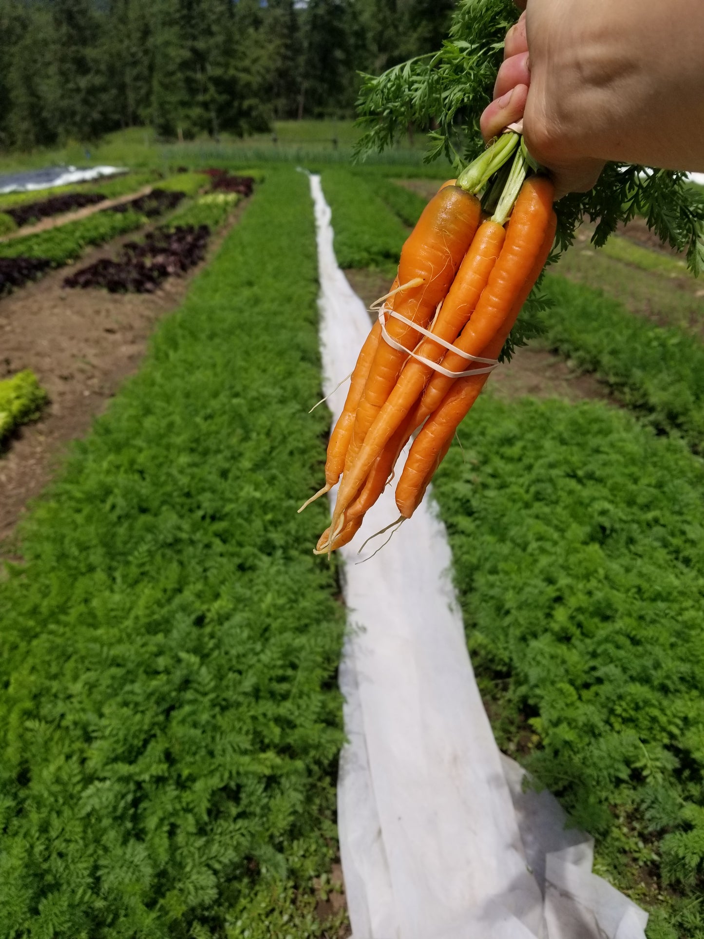 Carrots - bunched