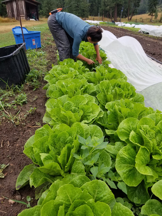 Romaine head lettuce