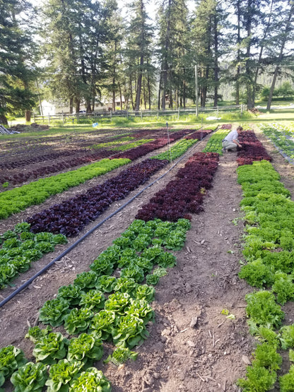 Lettuce Lover FAMILY SIZE