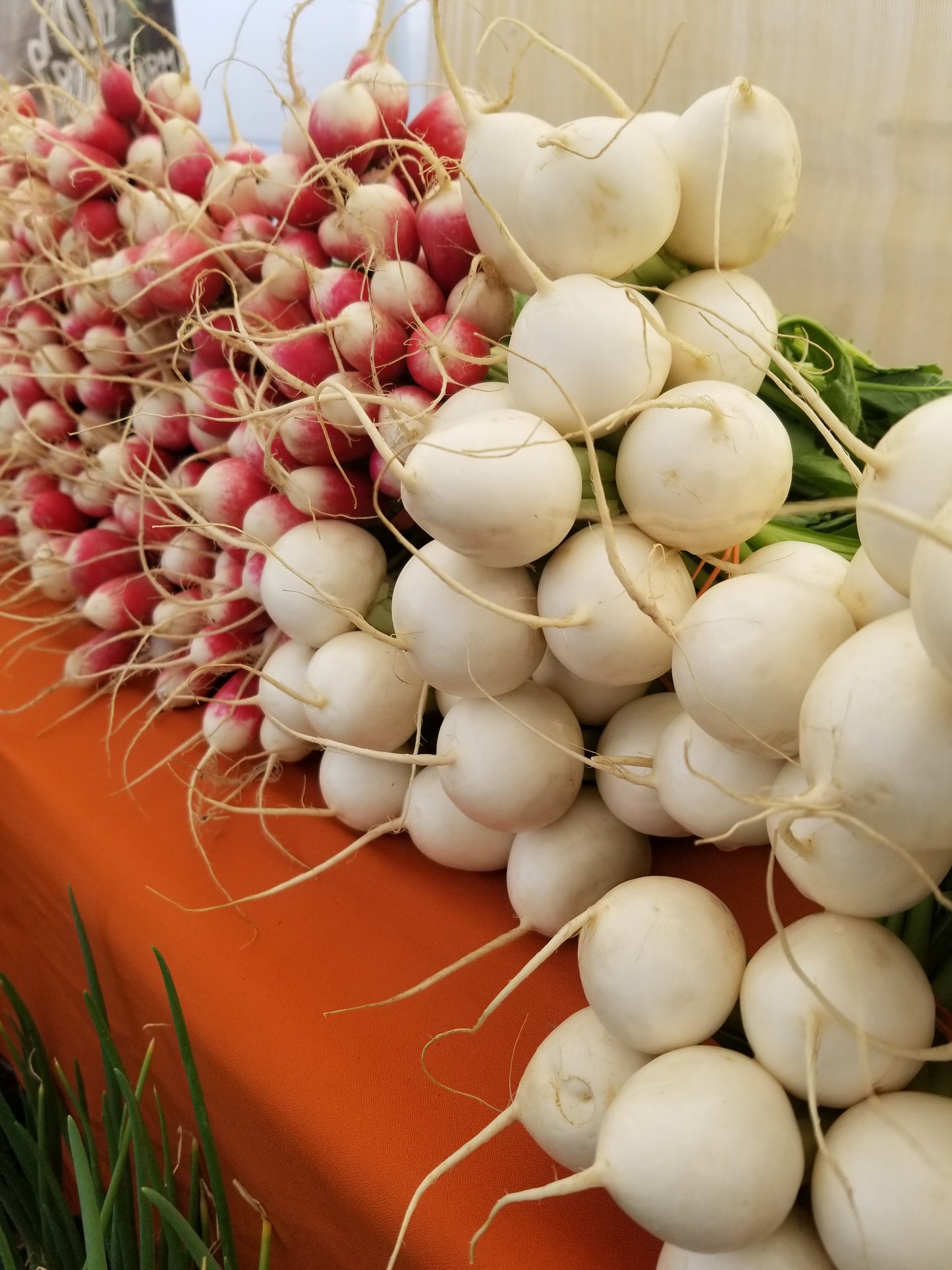 Hakurei (salad) turnips