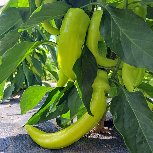 sweet banana peppers