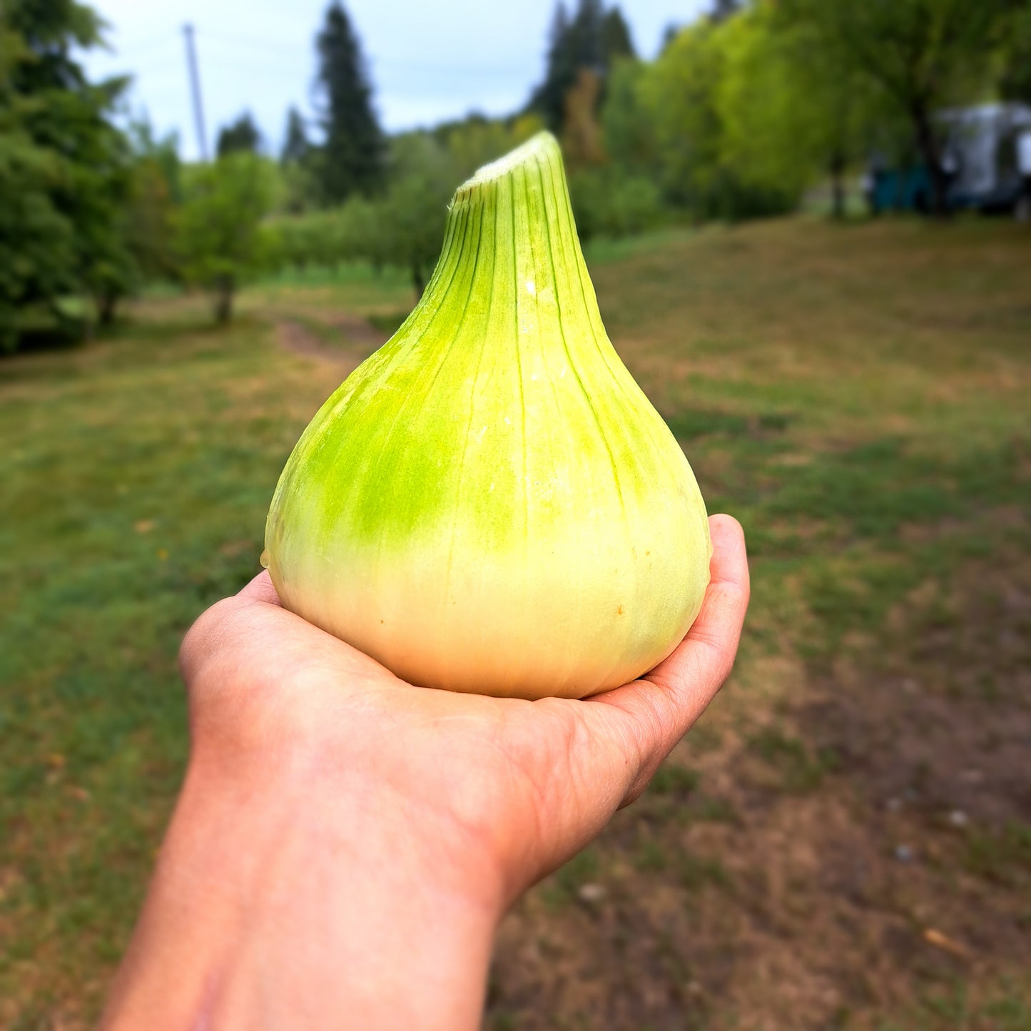 Certified Organic sweet onions