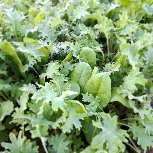 Popeye Salad Mix