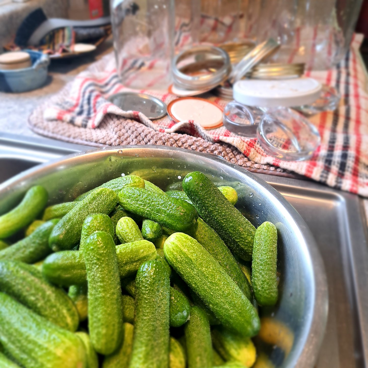 Pickling cucumbers - Quesnel, BC