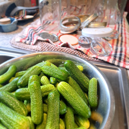 Pickling cucumbers - Quesnel, BC