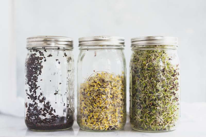 Sprout kit REFILL