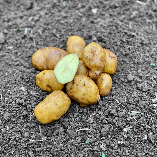 Certified Organic Sieglinde potatoes - West Fraser Rd.