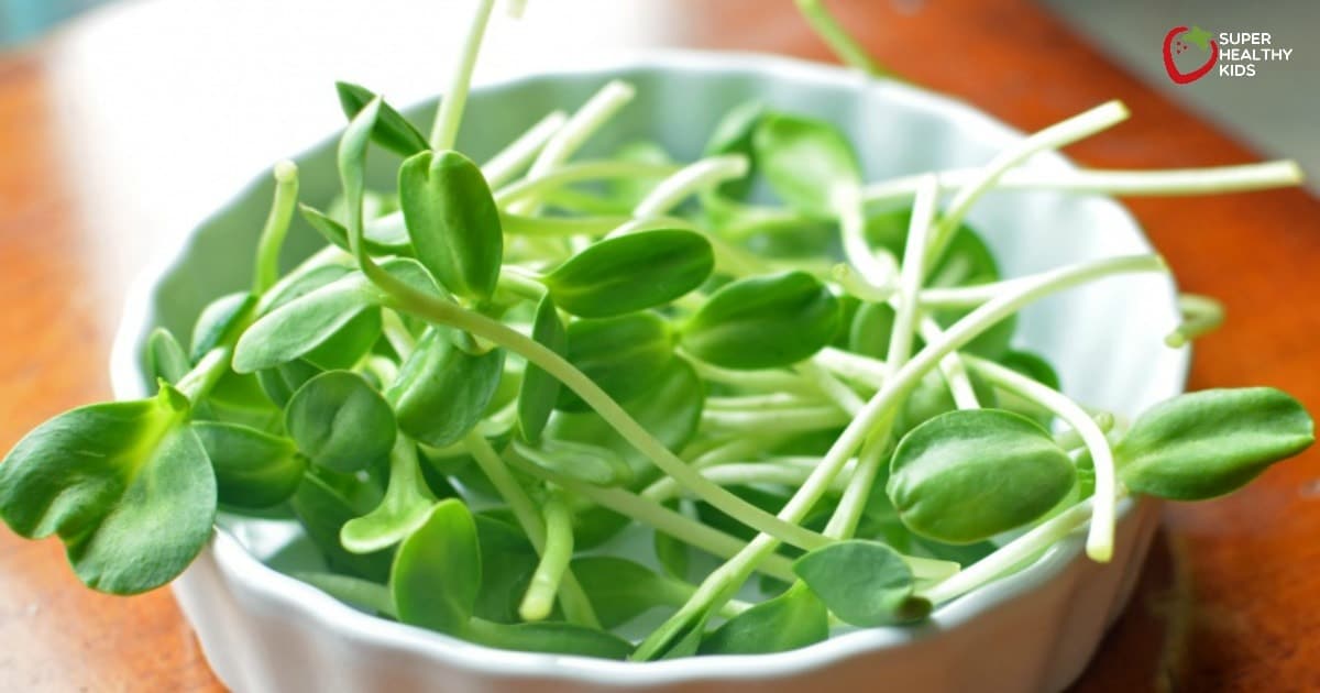 Sunflower shoots