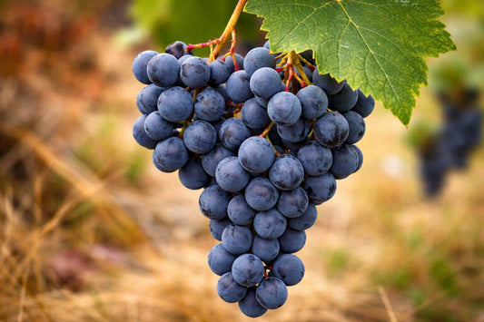 Valiant grapes