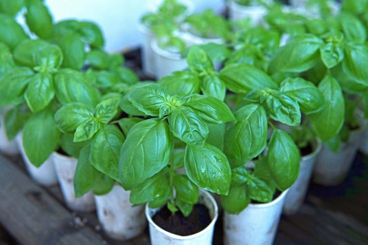 Basil plant