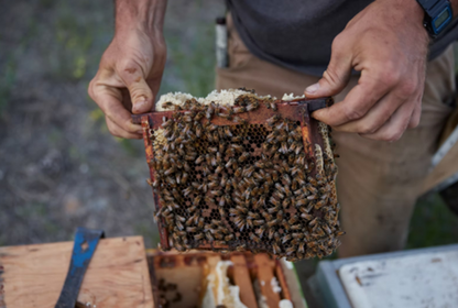 Raw unpasteurized honey - Lillooet, BC