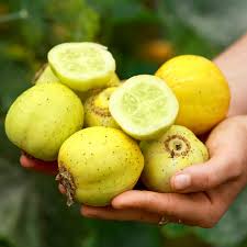 Lemon cucumber