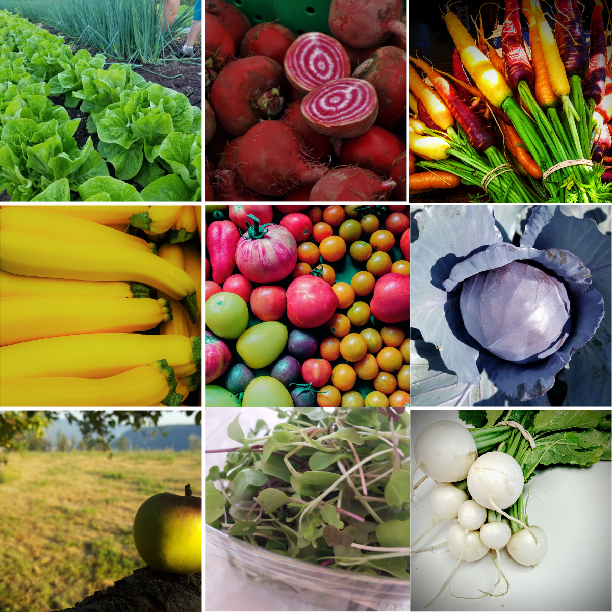 Puddle Produce Farm Gift Card